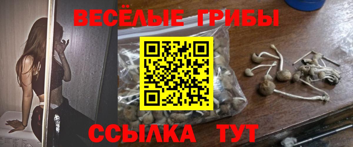 Галлюциногенные грибы Psilocybine cubensis Междуреченск